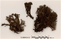 藏品(臺東球粉衣)的圖片